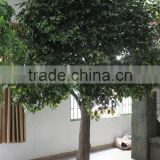 2015 factory price hot sale artificial banyan tree with real wood trunk