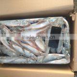 EEC,HACCP Certification and Whole Part Frozen Mackerel Scomber Scombrus thumbnail-2