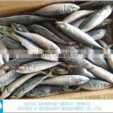 Best Price For Canned Frozen Mackerel Fish thumbnail-2