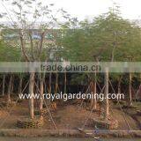 Delonix Regia, Royal Poinciana, Flame Tree thumbnail-2