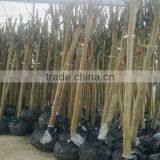 Lagerstroemia Indica 1.7m Trunk Height Good Quality Landscaping Trees and Garden Plants thumbnail-4