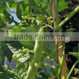 Natural Eco-friendly High Quality Bitter Bamboo Poles/Skewers For Climbing Plant thumbnail-2