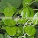 TOP SALE Gymnema Sylvestre thumbnail-1