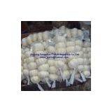 China Fresh Garlic thumbnail-1