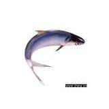 2009 New(fish Model) thumbnail-1