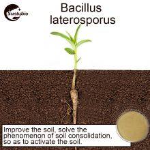 Bacillus Laterosporus thumbnail-5