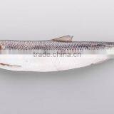 WR Frozen Sardines thumbnail-2