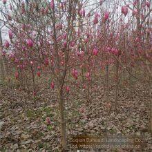 Prices of 8 - Centimeter, 10 - Centimeter and 12 - Centimeter Magnolia Liliflora in 2021 thumbnail-2