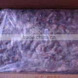 Frozen Octopus thumbnail-2