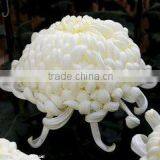 Natural fragrant hot sale chrysanthemum for decoration