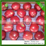 export red delicious apple company