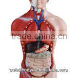 42CM Female Torso 15 Parts