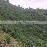 OEM Service Fresh Tea of This Year New Tea Wild Rocky Tea thumbnail-2