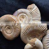 Precious High Quality Natural Ammonite Fossil Snail For Sale Gift Ornaments thumbnail-5