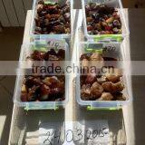 Raw Ukrainian Amber , High Quality, All Size, in Hong Kong thumbnail-2