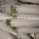 Fresh White Radish thumbnail-1