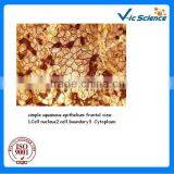 Lab Accessories Biological Teaching Tissue Histology Prepared Slides