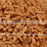 Australian Wheat APH1 Australian Prime Hard wheat APH2 APW1 APW2 Australian Soft wheat ASW1 Durum Wheat AGP Feed wheat
