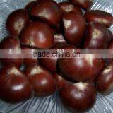 Bulk Organic Fresh Chestnut Supplying From China