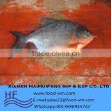 2016 Best Price High Quality Good Tasty Pomfret Fish thumbnail-1