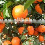 Mandarin (Chinese Mandarin Orange, Honey Mandarin ,C-001) thumbnail-1