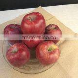 New Crop New Season Huaniu Apple Fresh Apple China Gansu Tianshui Huaniu Apple thumbnail-2