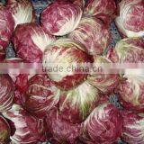 Red Ball Chicory Seeds Red No 2 thumbnail-2