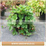 Garden Grow Bag Felt Fabric Strawberry Grow Bags thumbnail-1
