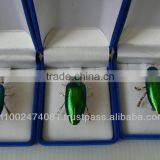Beetle Wings 2014 Hot Sale Beetle Wings Brooches thumbnail-1