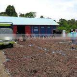 Sell Gracilaria, Eucheuma Spinosum And Eucheuma Cottoni Seaweeds thumbnail-5