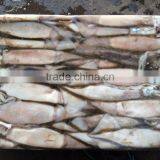 Natural Sea Frozen Illex Squid thumbnail-1