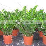 Zamioculcas Zamiifolia thumbnail-4