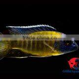 Malawi Cichlid Fish Farm and Exporter thumbnail-2