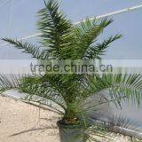 Phoenix Canariensis From 80/100 in 5 Liters Pot thumbnail-1