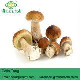 Porcini Porcino Slices Dried Mushrooms thumbnail-5