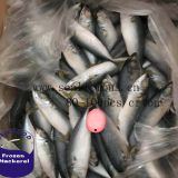 80-100pcs per carton Frozen Pacific Mackerel Seafood Fish With Land Frozen