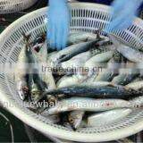 New Coming 200-300g WR Frozen Mackerel (pacific Mackerel)