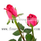 New Types Single Stem Natural Rose Flower Rose Farm For Sale From Yunnan, China
