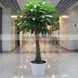 Cheap Flowering Plants Money Plant Tree for Garden Decoration thumbnail-1