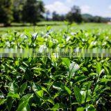 Pure Flavor and High Quality Green Tea SP thumbnail-5