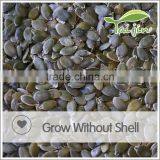 EU Standard GWS Pumpkin Seeds for Sale thumbnail-1