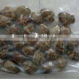 Short Necked Clam thumbnail-3