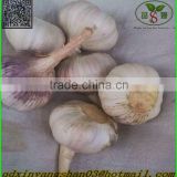 (HOT) chinese normal white garlic