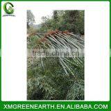 PHYLLOSTACHYS PUBESCENS Diameter 4-5cm thumbnail-2
