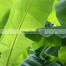100% Natural Fresh Banana Leaf From Vietnam thumbnail-3
