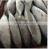 Frozen Fish Bonito Size thumbnail-1