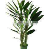 Artificial Banana Trees thumbnail-1