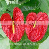 High Quality Fresh Cut Red Flower Anthurium for Selling thumbnail-4