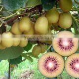 Fresh Kiwi Fruit Green Kiwi, Yellow Kiwi, Red Kiwi. thumbnail-6