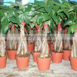 80cm Pachira Five Braided Tree Birng Luck Pachira Houseplant Bonsai thumbnail-5